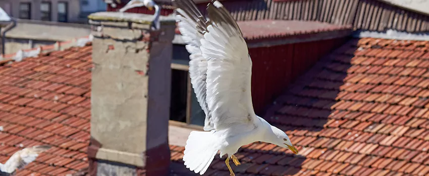 Residential Chimney Animal Removal Solution in Del Rio, TX
