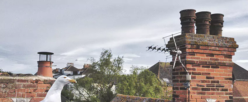 Chimney Cleaning And Restoration in Del Rio, Texas